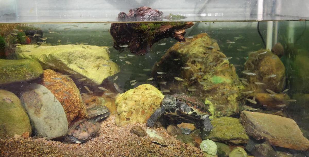 谈谈我个人对于宠物龟常见疾病的治疗与预防