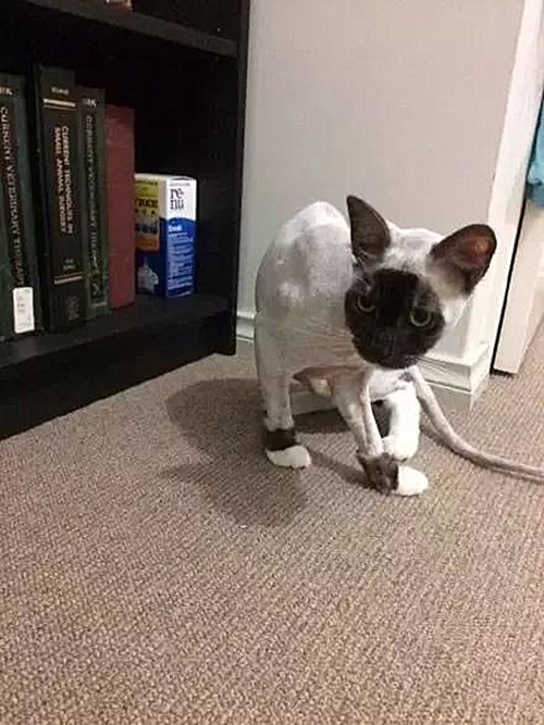 奶牛猫长白色杂毛,奶牛猫身上有黄毛