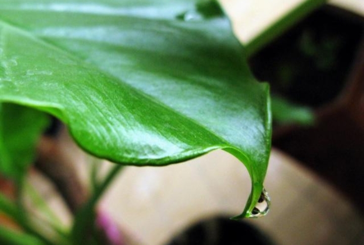 大绿叶花卉滴水观音,绿叶花卉滴水观音开花照片