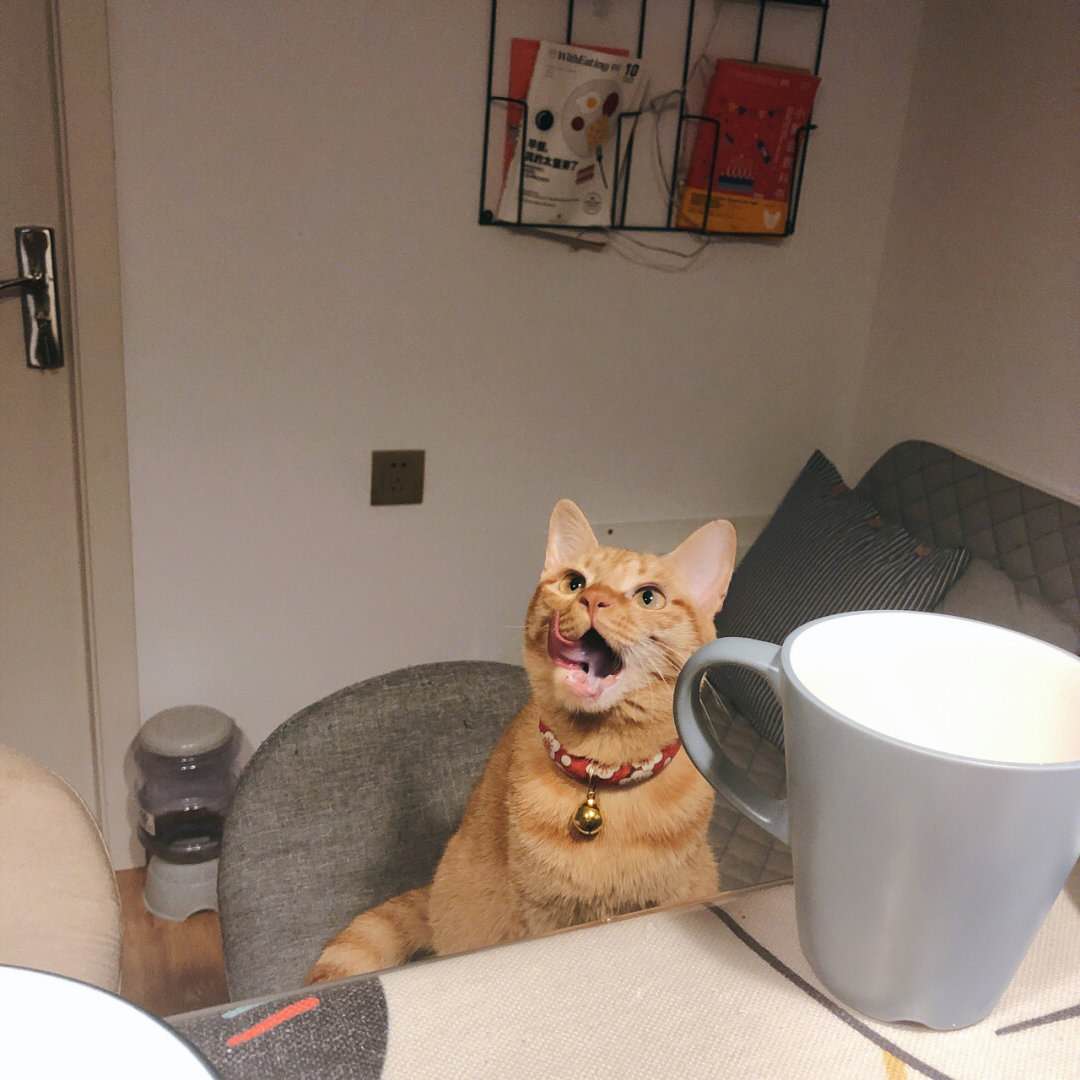 猫奶糕你选对了吗？拒绝花冤枉钱