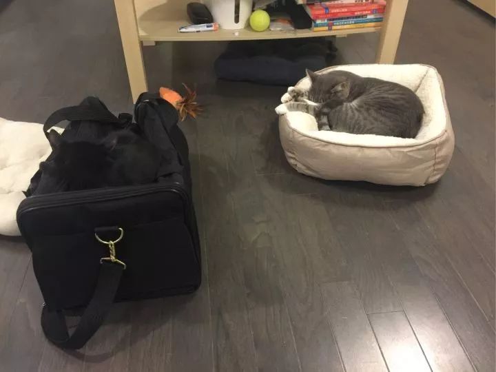 黑猫是不是特别的稀有,黑猫真的看不清吗