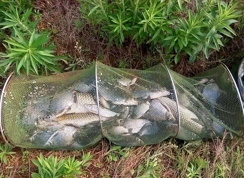 钓鱼用的麝香酒是真的假的,钓鱼用的麝香酒跟普通酒有区别吗