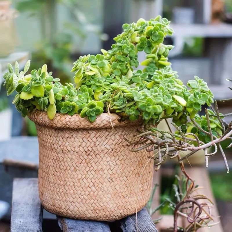 绿萝文竹总发黄1招让它绿油油,植物叶子全部发黄怎么办