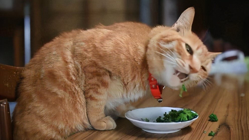 猫咪毛发枯燥无光6大原因分析,猫咪毛发干枯没光泽怎么办