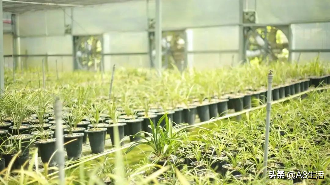 每日一品栏目,每日一品七律