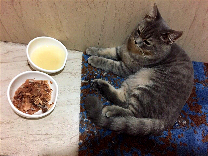 如何科学饲养猫咪铲屎官必看,这5大养猫禁忌很多铲屎官都犯过