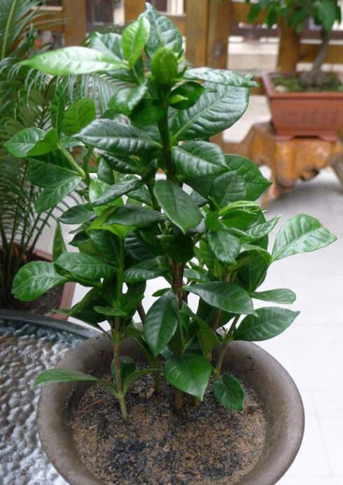 养栀子花的方法和注意事项有哪些,栀子花怎么养开花多不黄叶