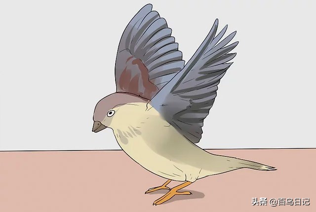 第五十九课：如何理解鸟的肢体语言？
