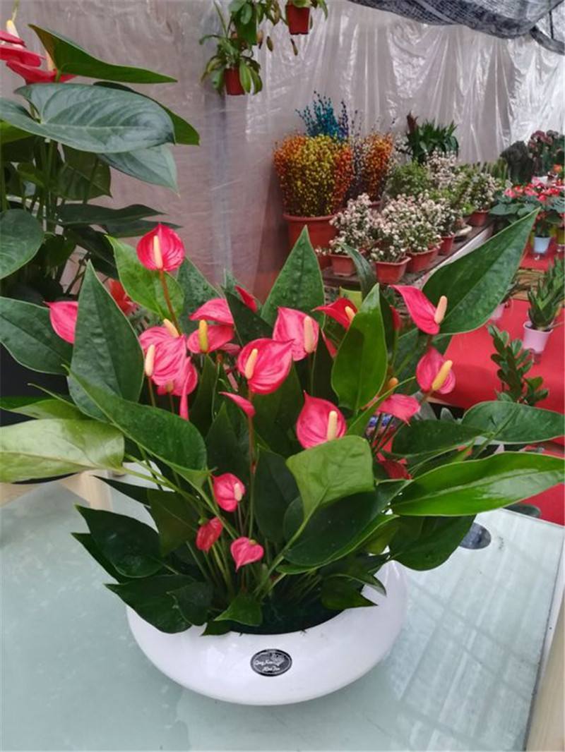 5种花好养又漂亮,5种花别乱养香味有毒