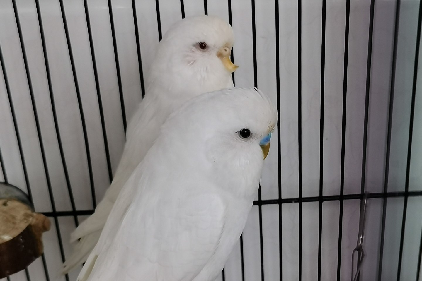 虎皮鹦鹉一共几种颜色,虎皮鹦鹉哪个品种最聪明