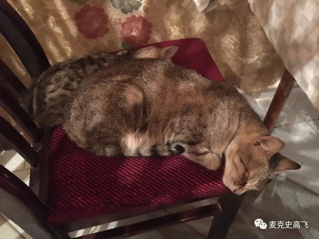 格鲁吉亚vs阿塞拜疆军事,阿塞拜疆和格鲁吉亚哪个强