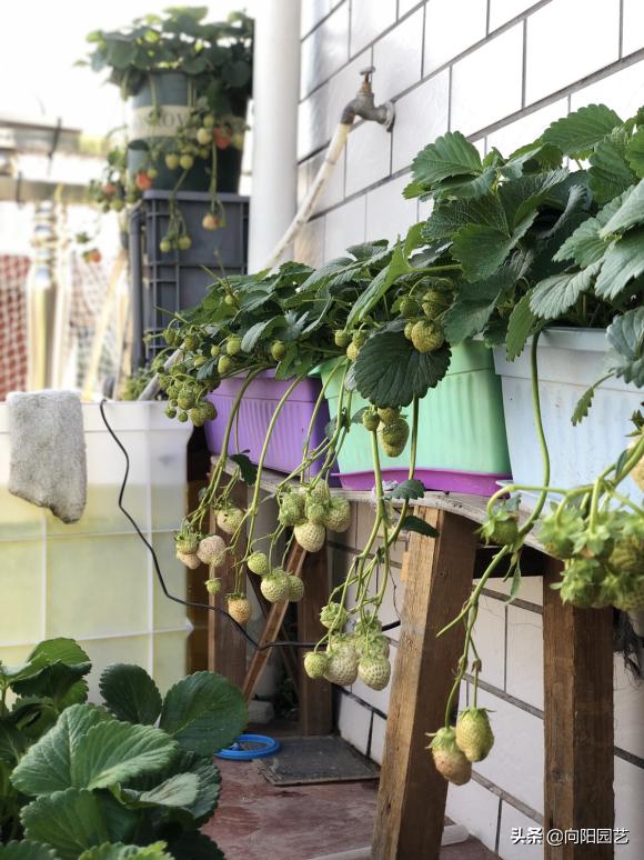 草莓还可以这么吃又学会了一招,草莓自己在家怎么种植