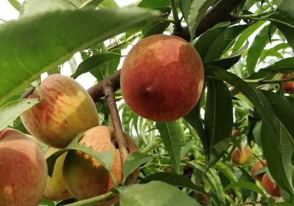 河南平顶山好吃的美食有哪些,河南知名农产品