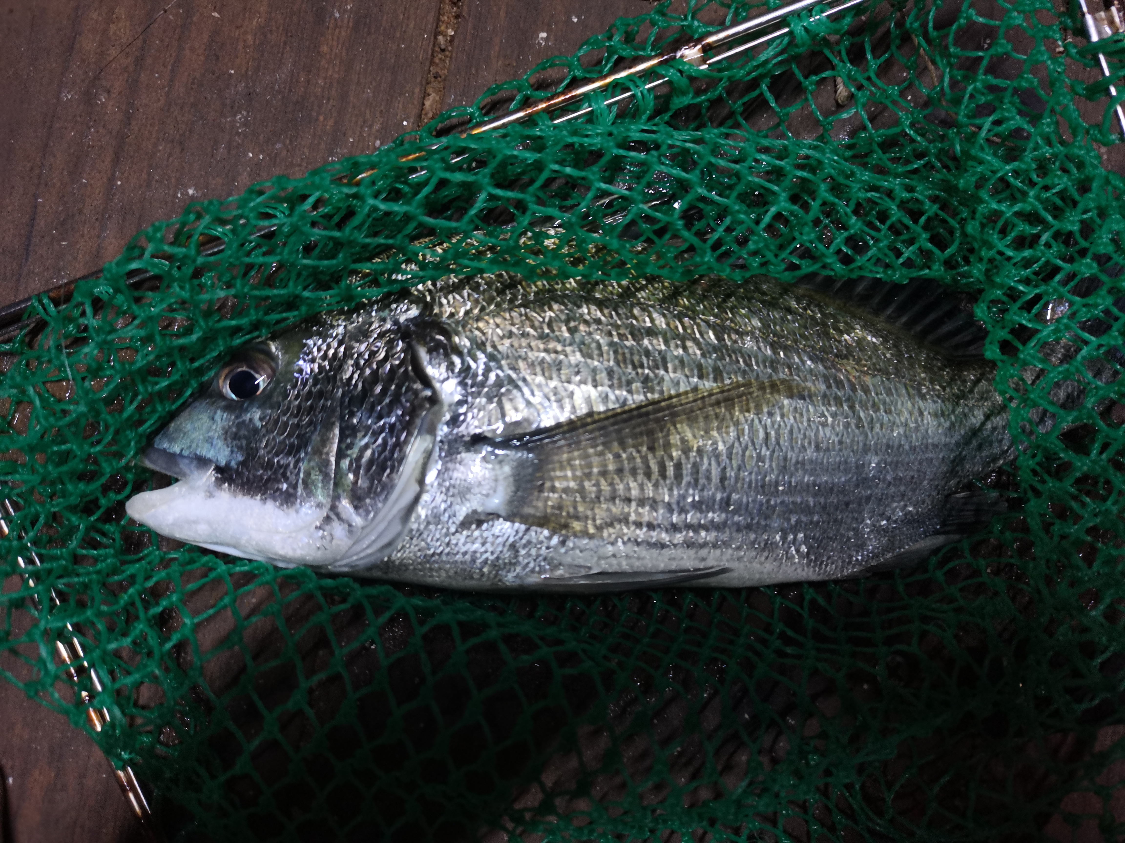 一天钓鱼最多能赚多少钱,一天能赚600-800块钱的工作