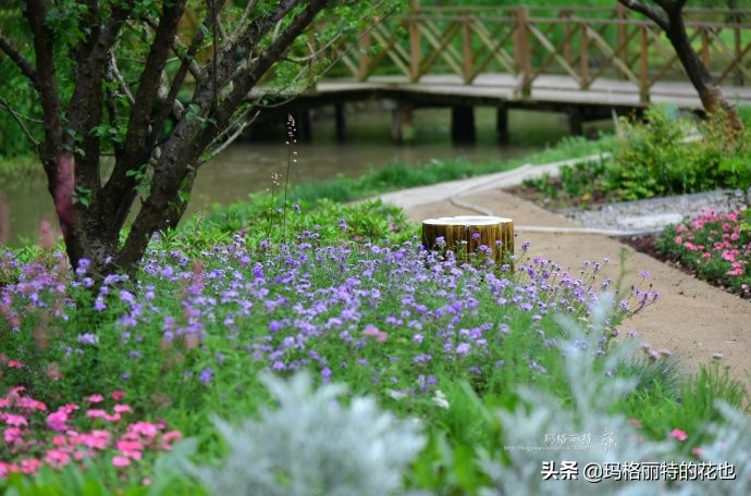 上海洋水仙,上海璞素上居民宿抖音团购