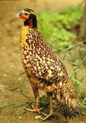 【每日普法】《中华人民共和国野生动物保护法》之出售.购买.利用国家重点保护野生动物及其制品的限制