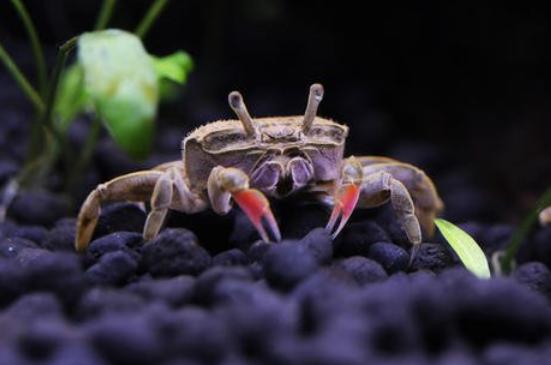 黄头龟如何养,黄头侧颈龟怎么养鱼缸里