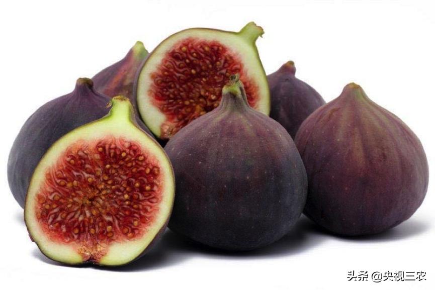中医药专家讲解无花果功效和作用,无花果的秘密