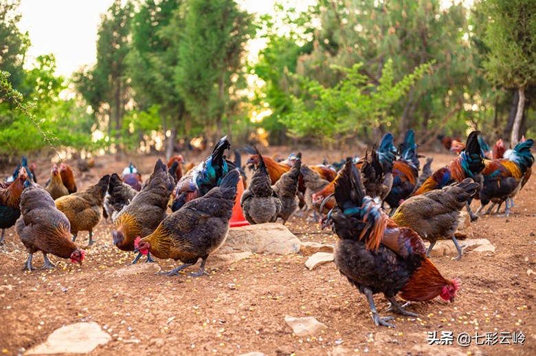 泸西：喂好一只鸡，云野碧鸡，鸣响深山
