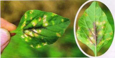 青苋菜病害全部图谱,苋菜常见病害图片大全