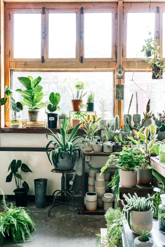 老实说，哥哥们爱起花草来，更疯狂