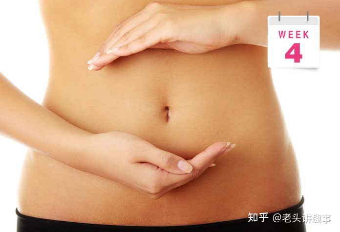 孕1-40周胎儿腹围发育标准,孕1-40周胎儿发育过程图英语