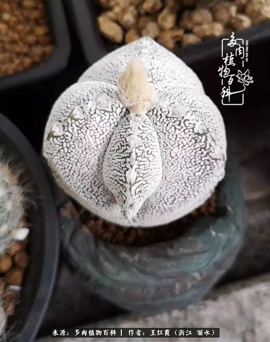 仙人球春天露养条件,仙人球露养条件