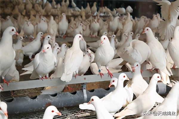鸽子深加工销路,养鸽子有销路吗知乎