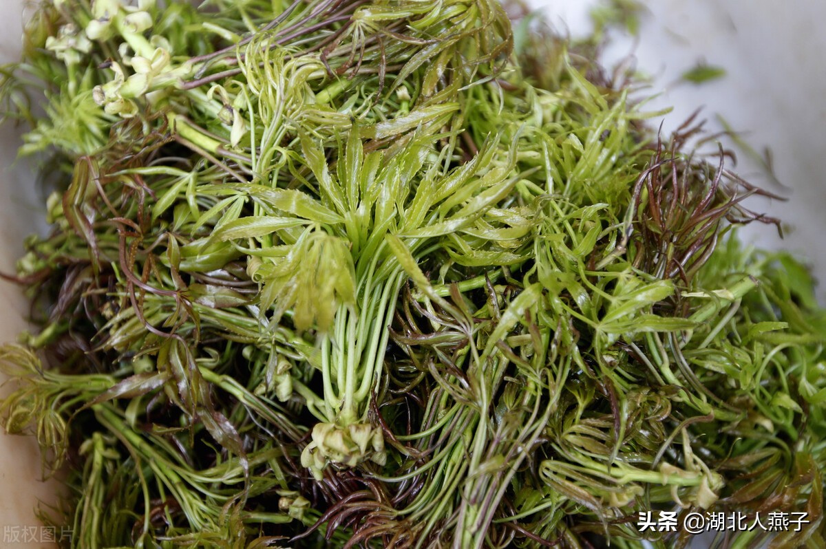 各种可以吃的野菜图片大全及名称 (100种野菜图片大全和名称和吃法)