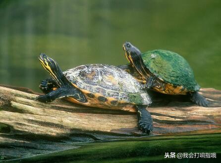 梦见得到消息是什么征兆周公解梦,梦见什么会发大财呢周公解梦