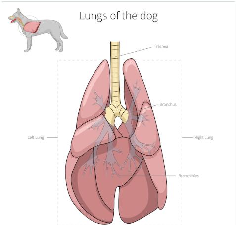 狗气管塌陷做什么检查,什么是犬气管塌陷