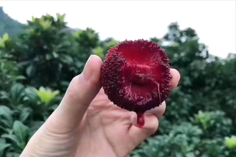 中国水果第一大省是哪个,广西跟山东哪个省水果种类多