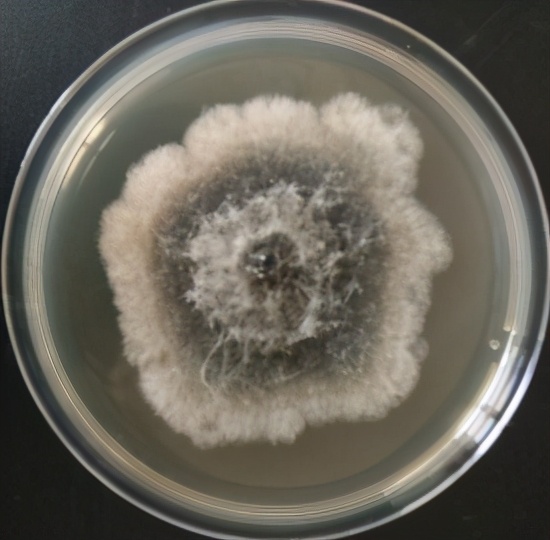 葡萄溃疡病的防治方法,葡萄溃疡病与白腐病有什么区别