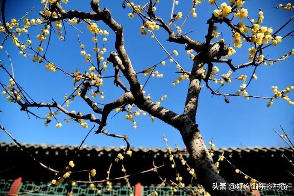 济南春季赏花自驾,济南踏青赏花新模式