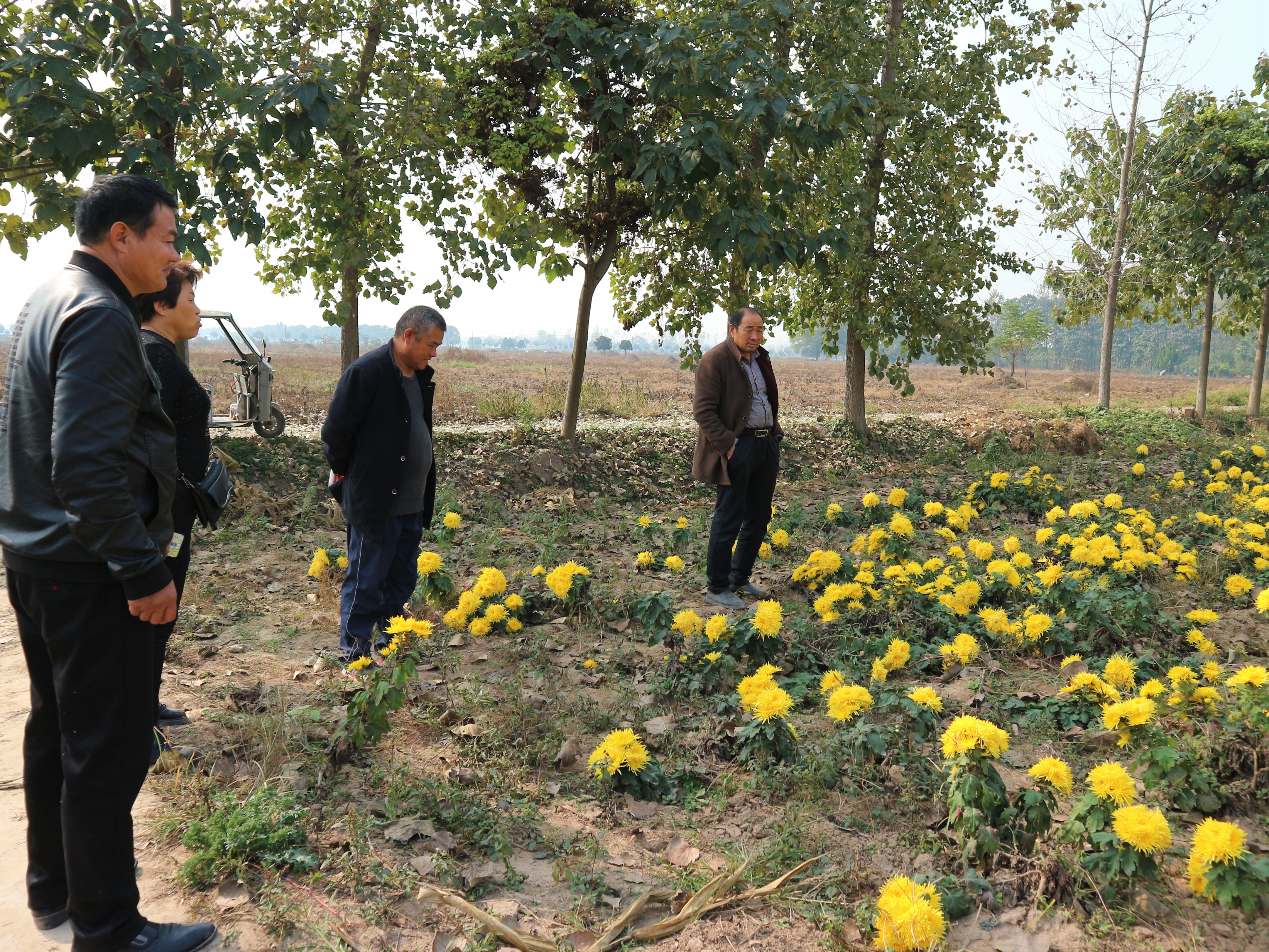 农民黄金价格多少,黄金种植挣10万