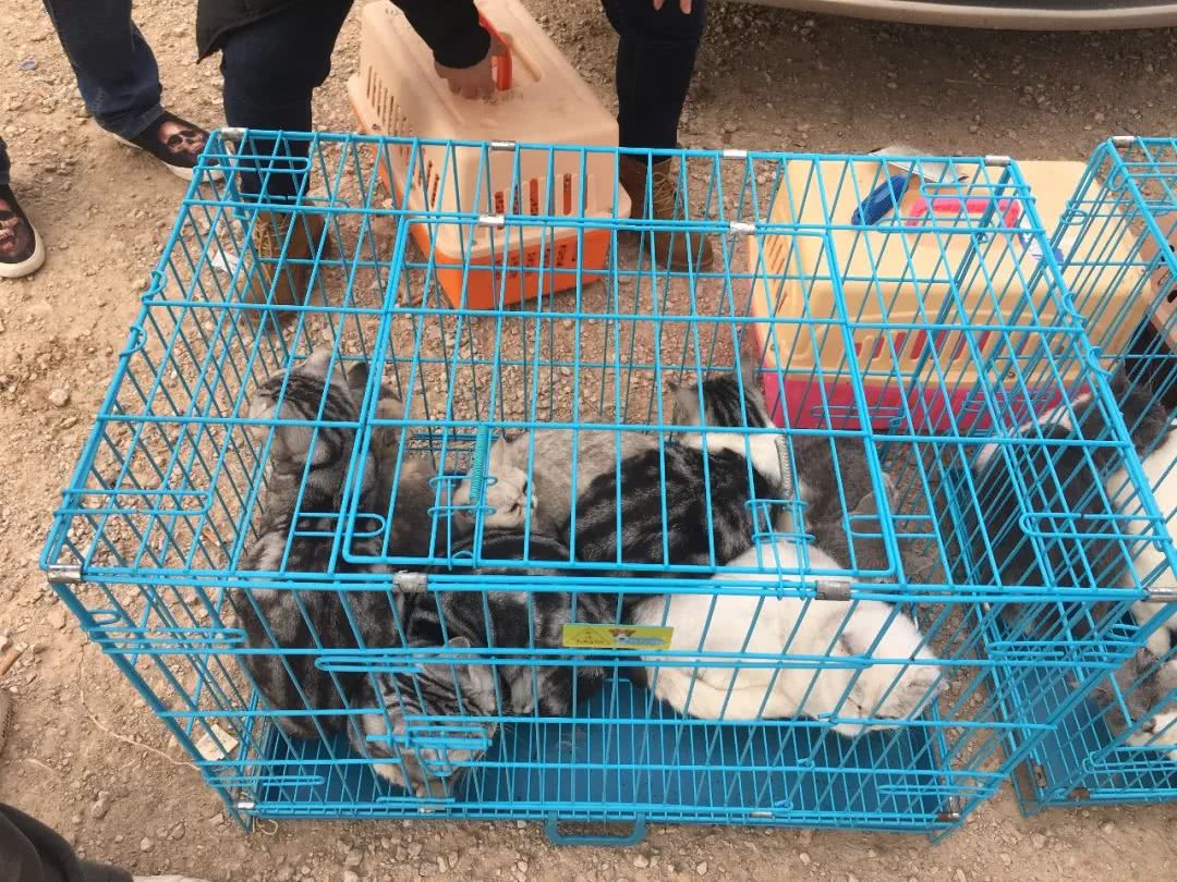 狗市到底怎么样,狗市都有什么啊