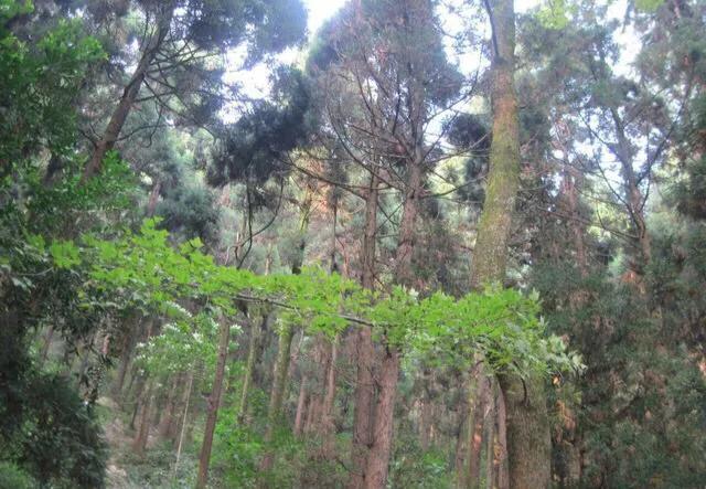 马家岩紫色花树,马家岩宜居