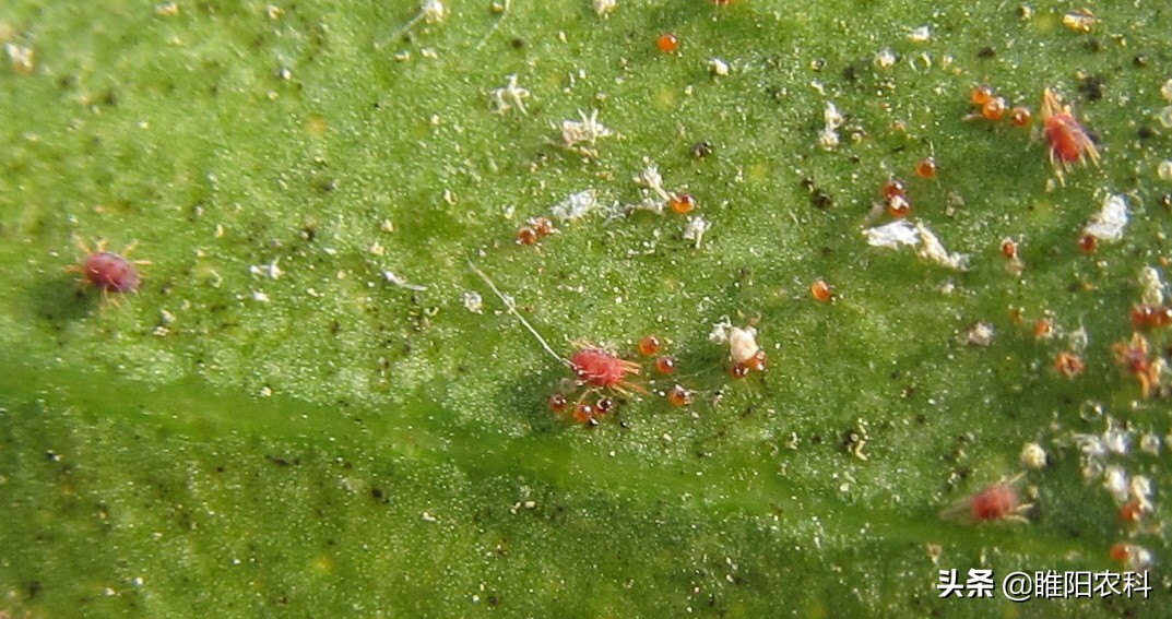 治红蜘蛛特效配方,除螨药能杀红蜘蛛吗
