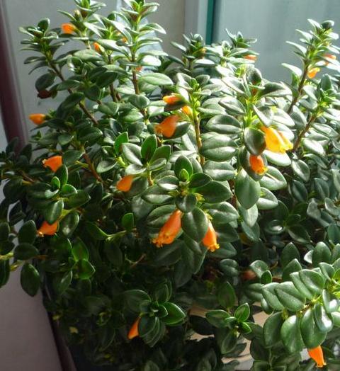 金鱼吊兰怎样养才能花开爆盆,金鱼吊兰怎么打理开花爆盆