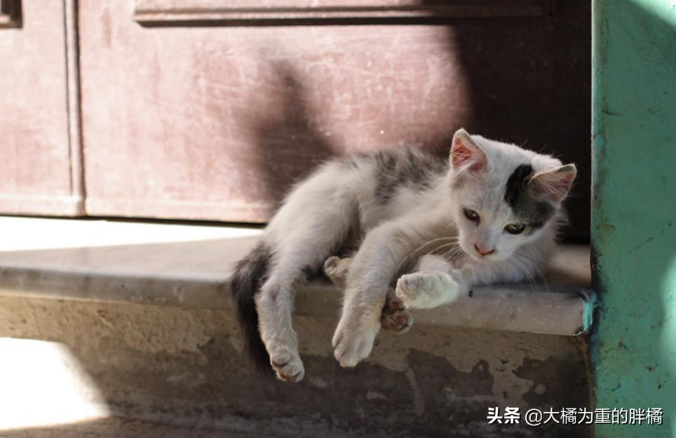 如何带着猫咪自驾游,带着小猫自驾游猫咪怎么上厕所