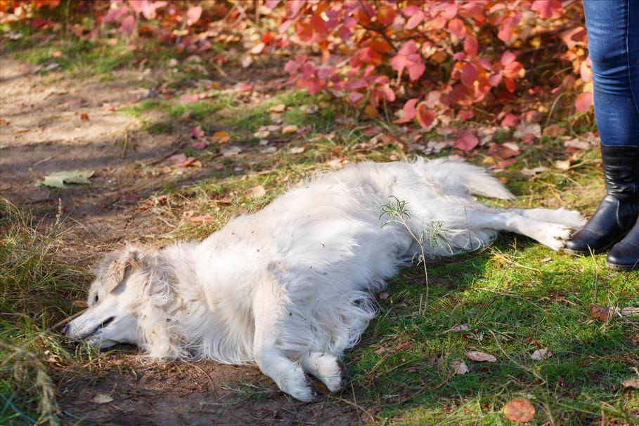 狗狗被跳蚤咬了身上有血痂怎么办,狗狗有跳蚤怎么办