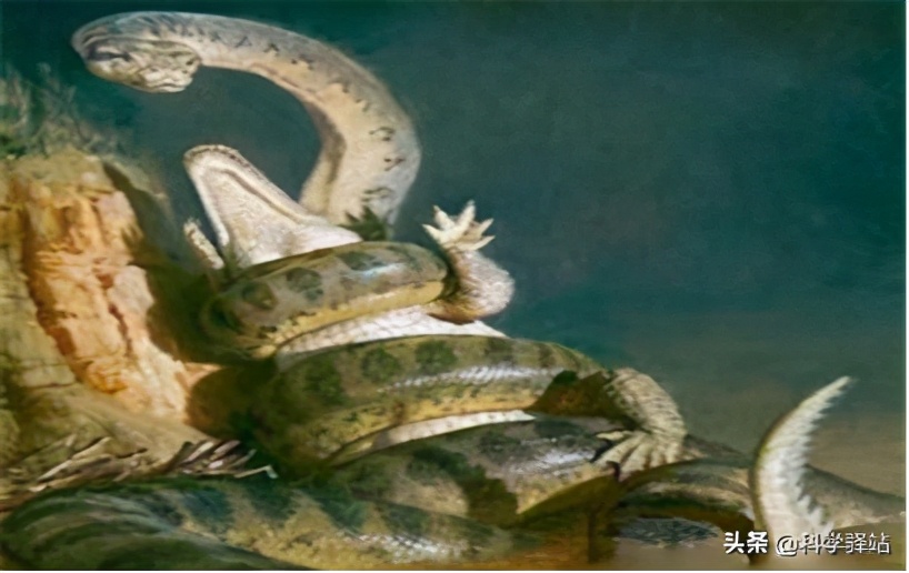 人类的禁区亚马逊丛林,人类禁区亚马逊有多恐怖