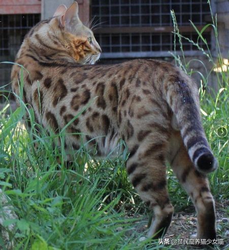 想养豹猫但咬人怎么办,想养孟加拉豹猫