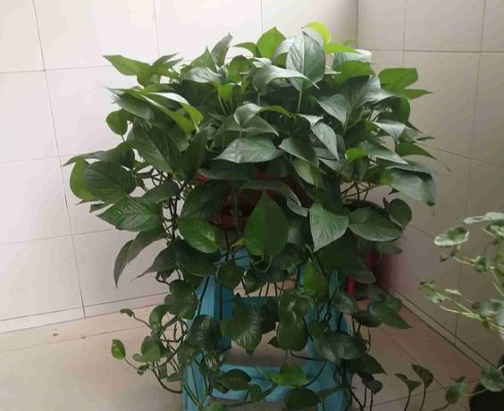 绿萝黄叶的原因和解决方法,养绿萝烂根是什么原因