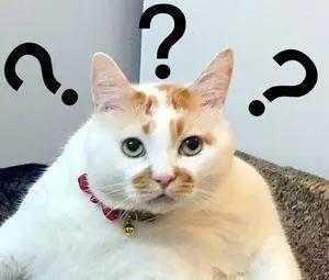 女游客长城接单,女游客长城上叫外卖