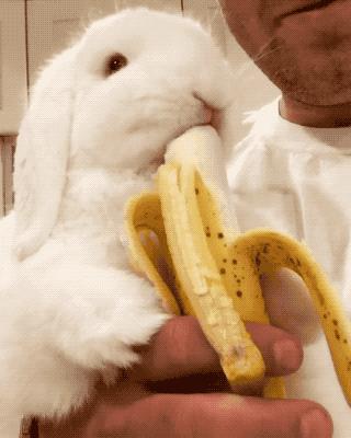 全球最可爱动物排名熊猫,全球十大最萌动物