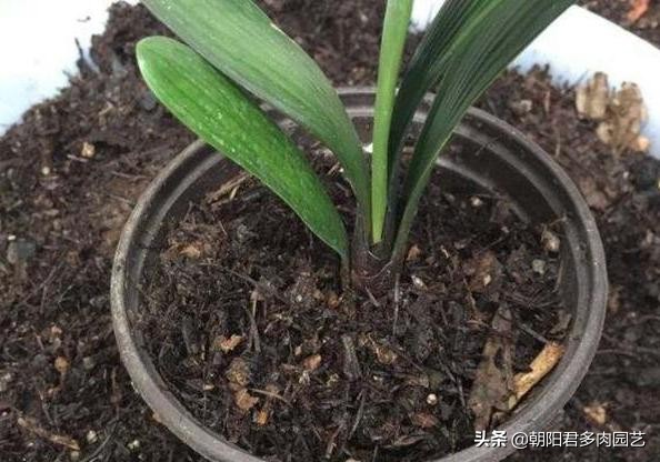 君子兰如何浇水才是最正确的,君子兰怎么浇水越长越好