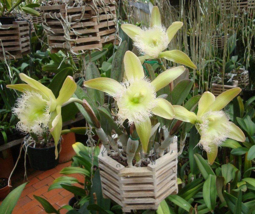 12生肖对应的花卉植物,12生肖适合什么植物