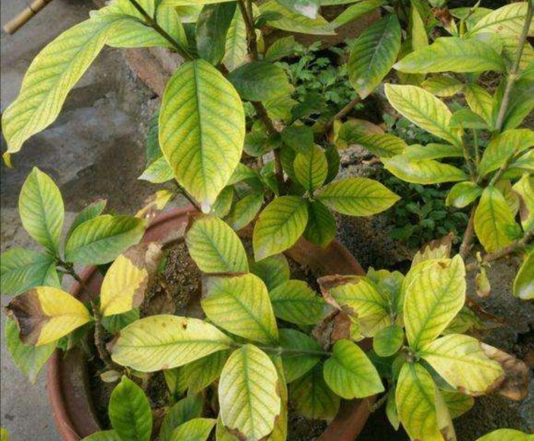 栀子花黄叶是什么原因用什么办法,栀子花黄叶有什么管用的方法解决