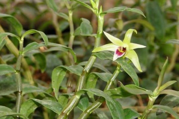 树上如何种植铁皮石斛,铁皮石斛能人工种植吗